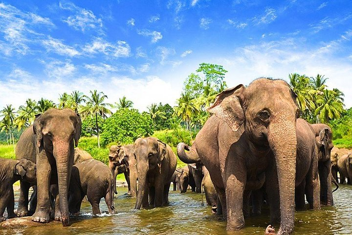 elephant bathing